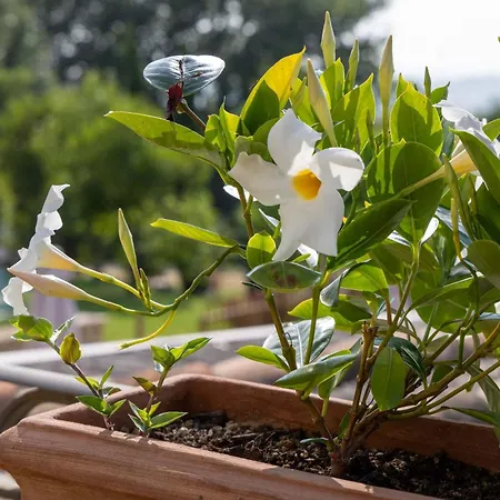 La Palazzetta Di 팜스테이 아시시